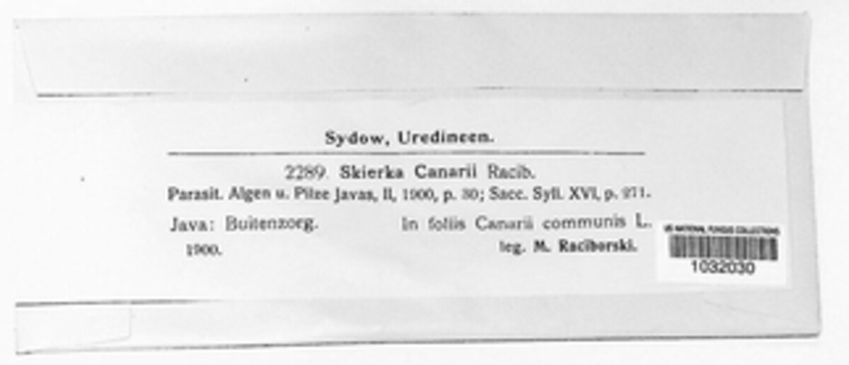 Skierkaceae image